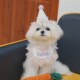 新品 狗狗生日围巾宠物派对用品y生日口水巾马尔济斯猫咪生日帽领
