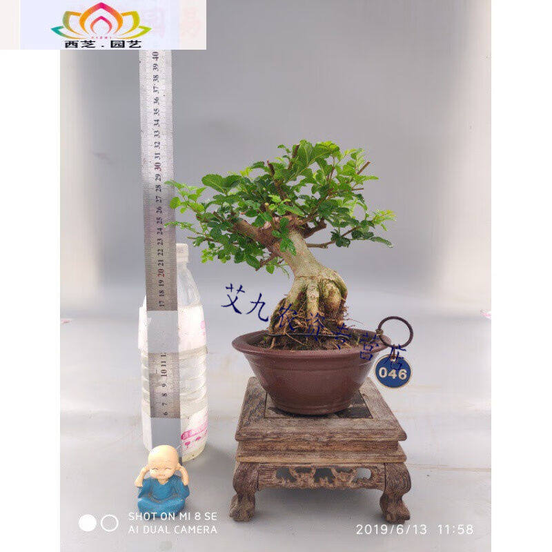 极速白蜡盆景微型盆景对节v白腊小品矮霸植物老桩盆栽园易盆景店,鲜花速递/花卉仿真/绿植园艺,绿植,淘宝优惠券,粉丝福利购,淘宝优惠卷