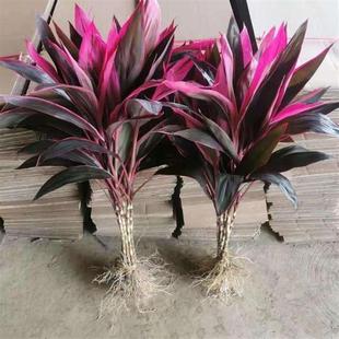 极速带根红紫竹鸿运当q头客厅水培花卉盆栽玻璃花瓶植物吸甲醛净