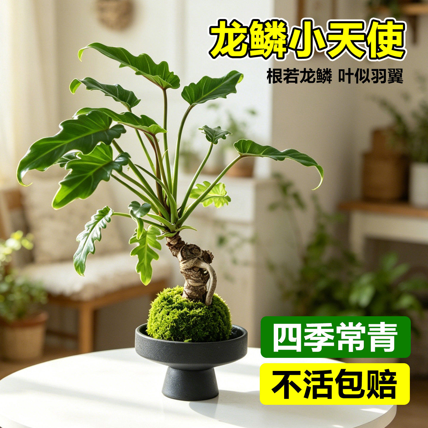 龙鳞春羽小天使盆栽老桩苔藓球水培室内耐荫绿植净化空气四季常青