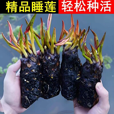 睡莲根块易种水养花卉