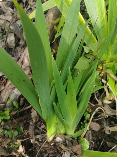 云南扁竹兰带根豆豉叶野鸢尾花射干叶根蝴蝶花带泥整颗绿植盆景花