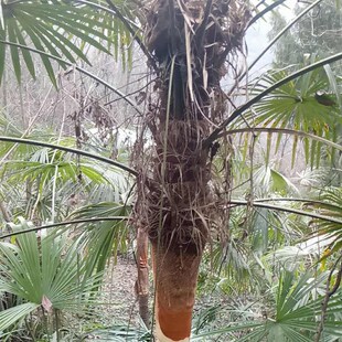 速发棕树皮棕衣棕毛棕榈衣棕丝棕片棕皮装饰绿萝棒椰棕棒茅屋用