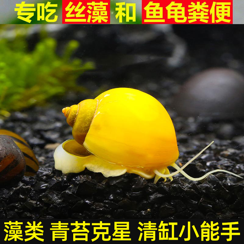 速发清道夫鱼缸清洁工鱼金苔鼠除藻吃鱼屎工具鱼淡水青苔鼠热带观