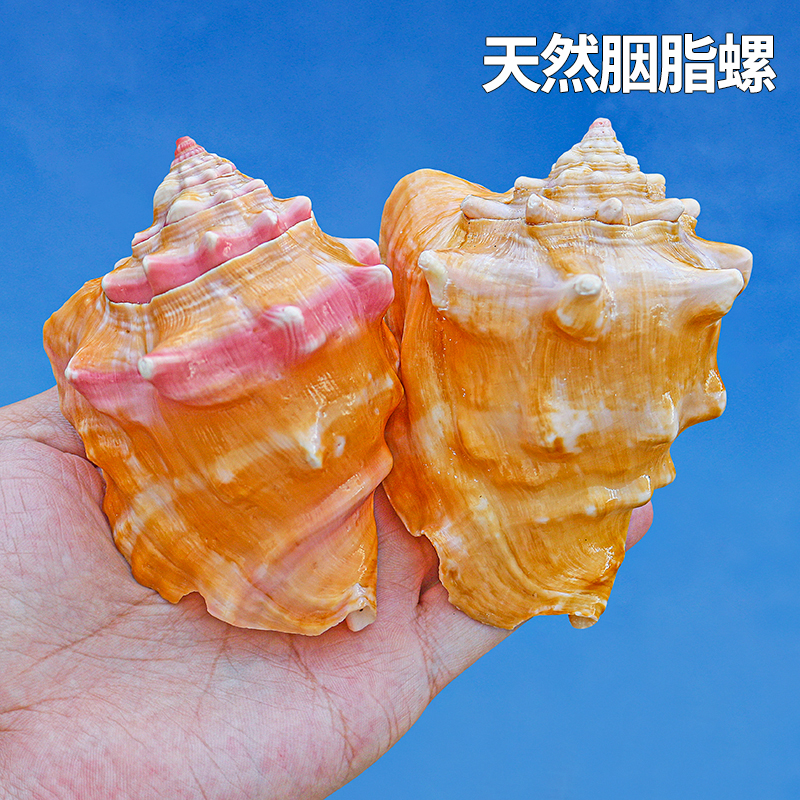 现货速发海螺贝壳胭脂螺玫瑰螺鱼缸造景装饰送人礼物收藏工艺品摆