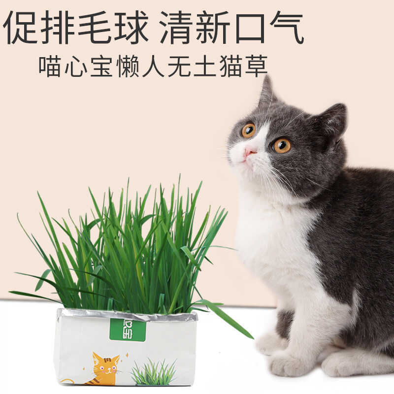 手工新疆包邮助消化猫草种子