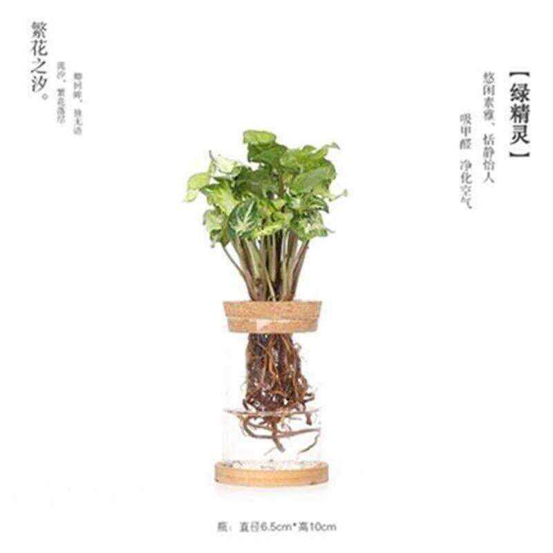 现货速发幼儿园植物角水培区m墙上装饰壁挂绿萝水培水养桌面U养花