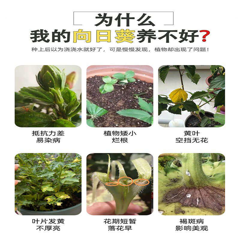 现货速发向日葵肥料向日葵花肥盆栽地栽有机肥室内外花肥复合肥太