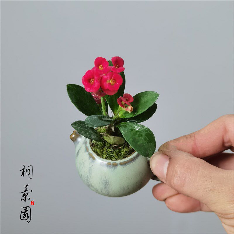 现货速发迷你茶壶铁海棠虎刺梅盆栽室内绿植四季开花办公台花卉开