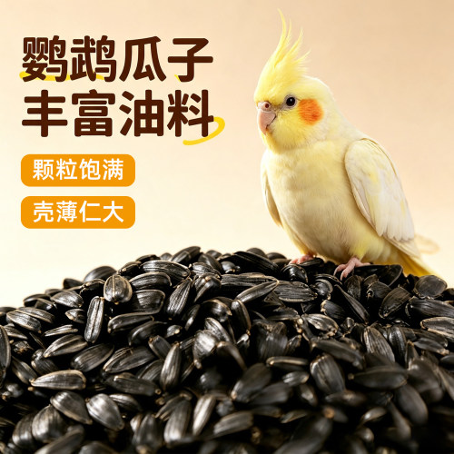 鹦鹉油葵小黑瓜子营养