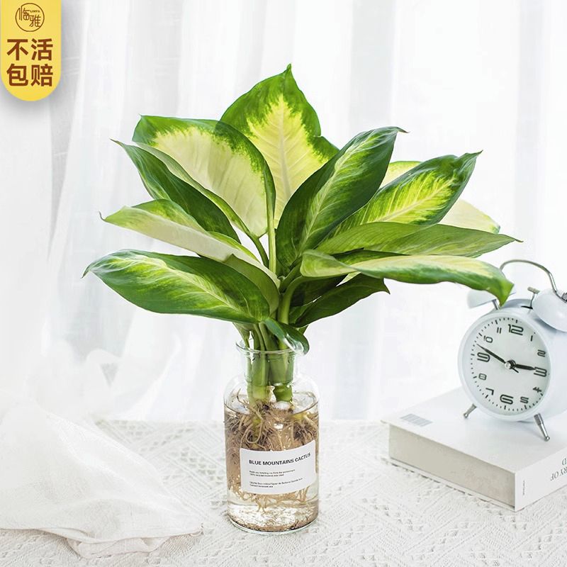 玛丽安水培绿植高端花卉植物室内盆栽网红桌面万年青懒人四季好养