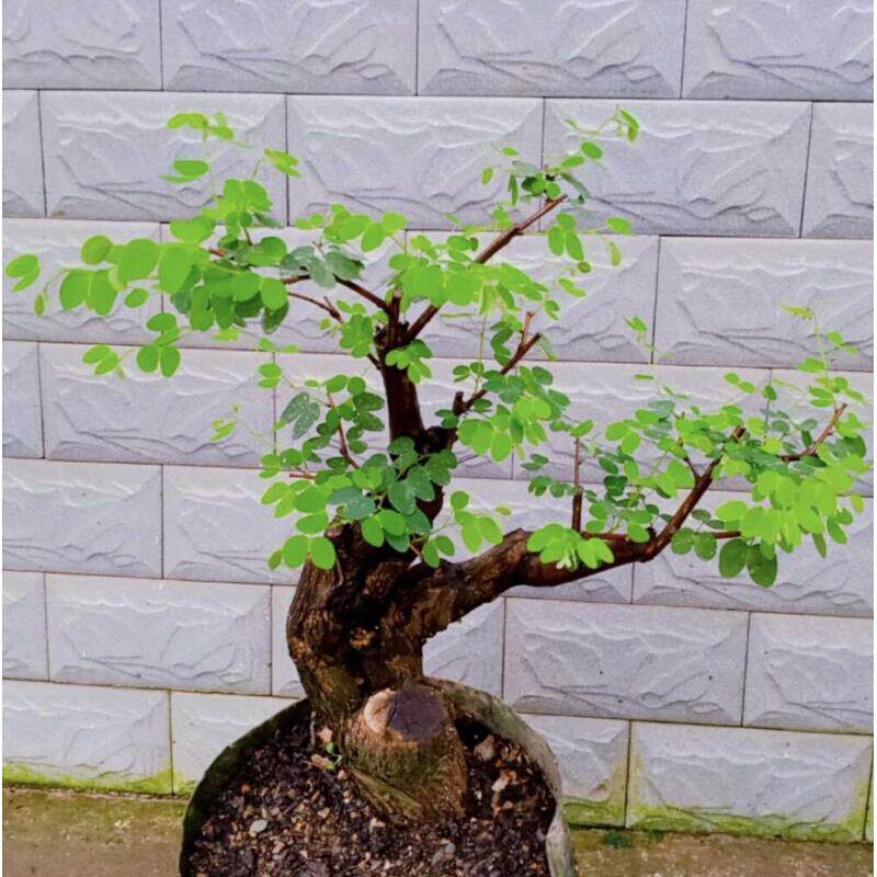 羊蹄甲开小盆景悬崖临好养植清物花结果水ylk绿箩香木舍利邮