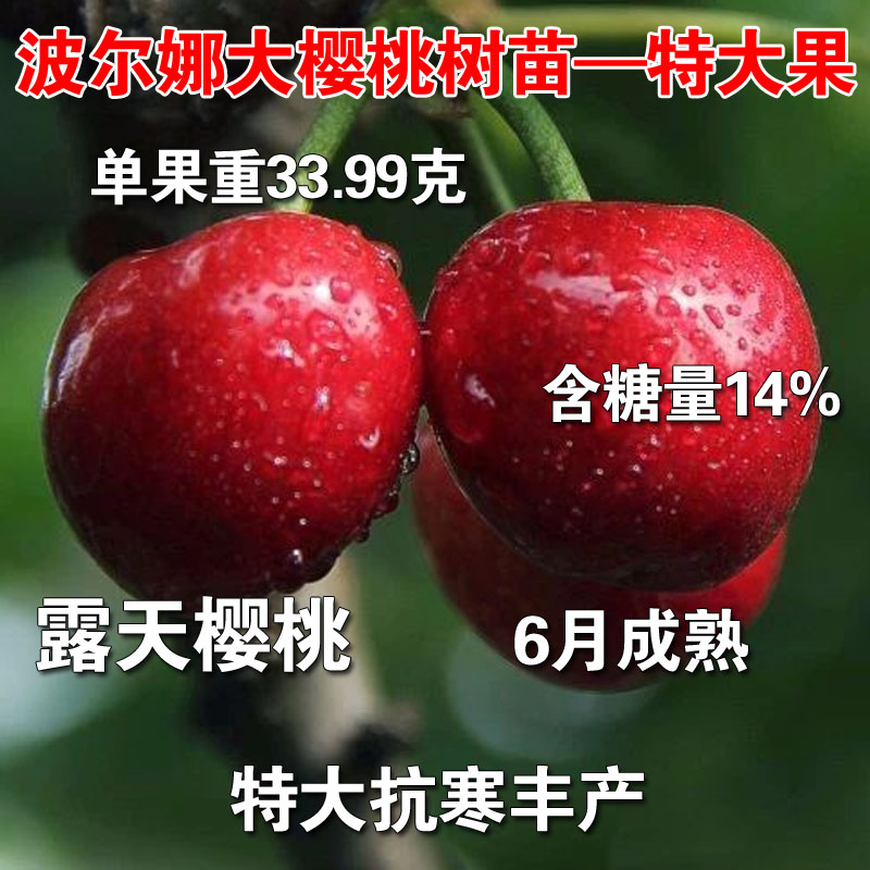 波尔娜大樱桃树苗特大果樱桃苗抗寒大樱桃苗露天种植樱桃结果树苗