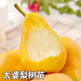 太婆梨树苗嫁接大头巴梨盆栽地栽南北方种植当年结果香软梨酥梨苗