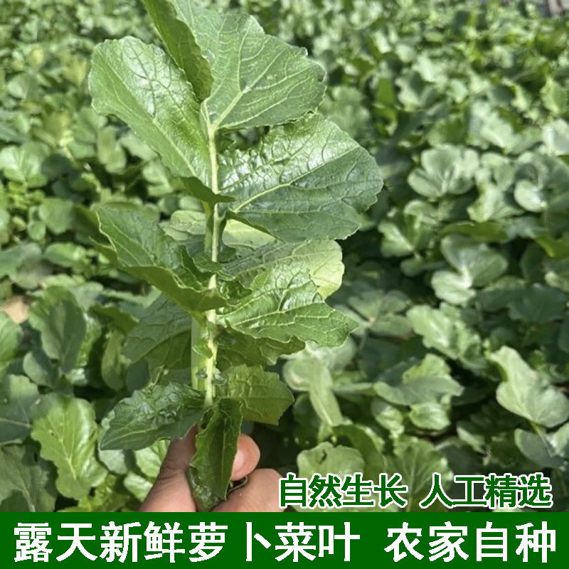 萝卜菜叶子新鲜白萝卜酸菜泡菜萝卜叶子食用萝卜缨五行汤材料偏方,水产肉类/新鲜蔬果/熟食,叶菜类,淘宝优惠券,粉丝福利购,淘宝优惠卷