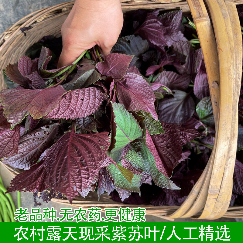农村露天现摘鲜紫苏叶食用蔬菜紫苏鱼虾蟹调料去腥提鲜苏子叶蔬菜