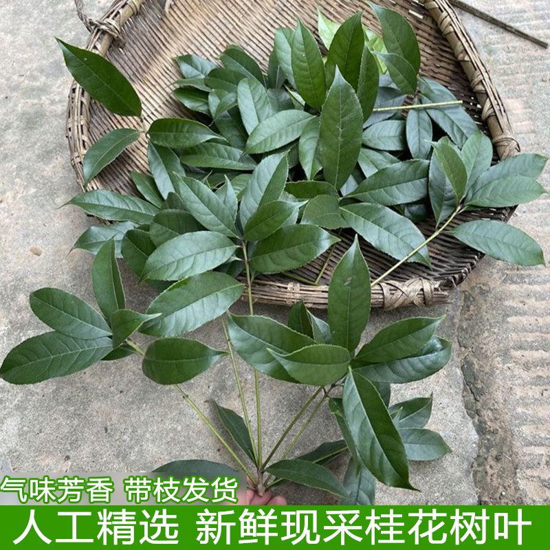 现摘新鲜桂花树叶带枝发货