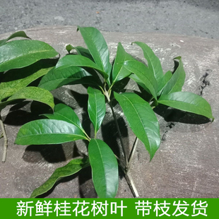 新鲜桂花树叶现摘绿色树叶气味芳香金桂叶四季桂丹桂叶真树叶包邮