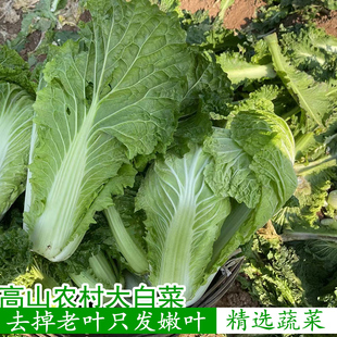 农家自种大白菜青菜绿叶菜白菜新鲜软叶白菜新鲜青杂散叶白菜叶