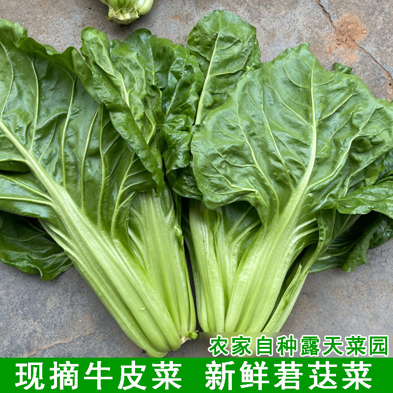 湖北宜昌牛皮菜新鲜蔬菜瓢儿菜厚皮菜现摘现发莙荙菜农家露天菜园