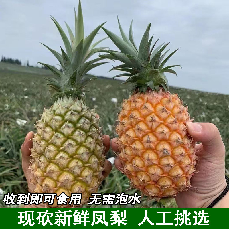 现砍新鲜金钻凤梨当季水果树上熟凤梨