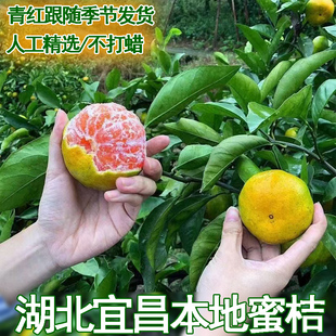湖北宜昌早熟酸甜蜜橘薄皮橘子孕妇新鲜水果红桔子现摘青桔子柑子