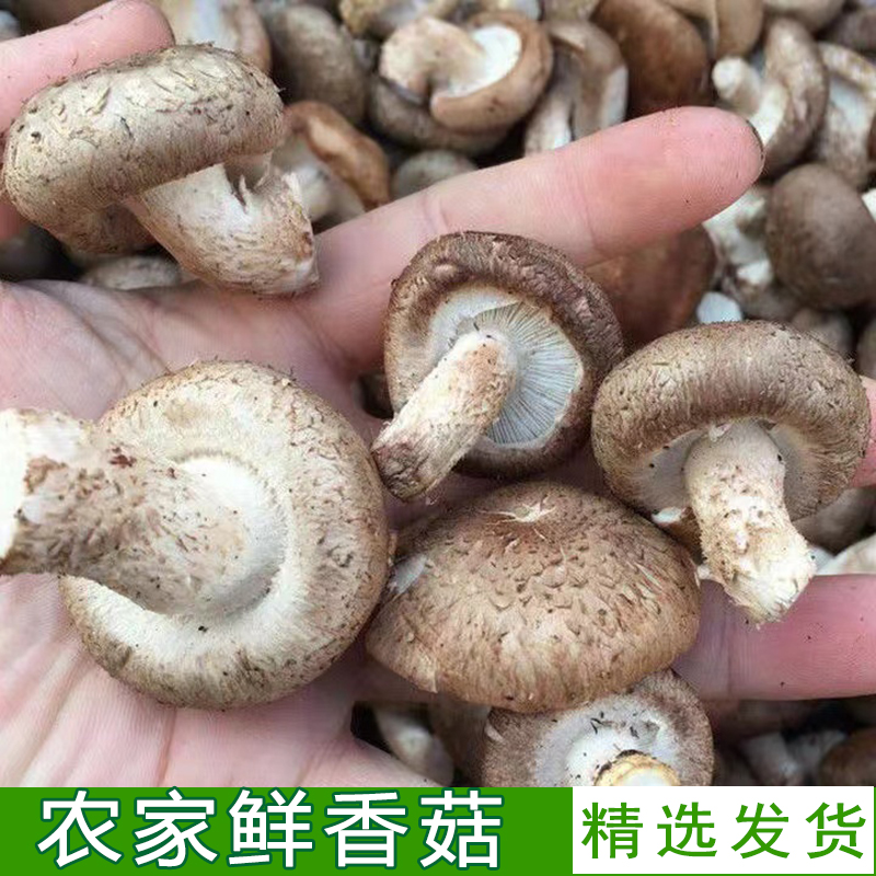 新鲜香菇湖北高山蘑菇农户自种当季菌菇火锅食材冬菇蔬菜保鲜发货