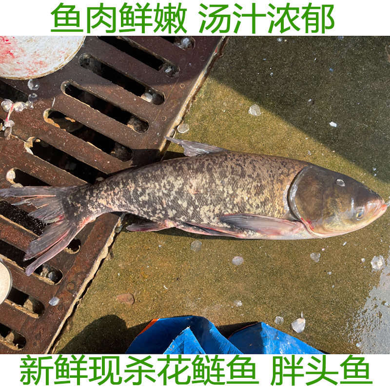 湖北宜昌大鱼头胖头鱼头花鲢鱼