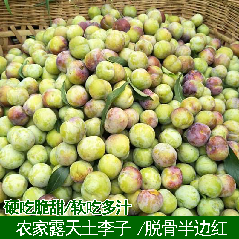 李子新鲜孕妇水果当季正宗湖北脱