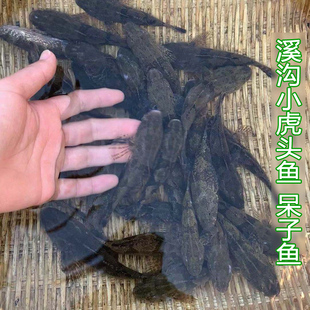 正宗溪沟小土鱼塘鳢鱼虎头鱼沙塘鳢鱼笋壳鱼小石斑鱼土布鱼土憨巴