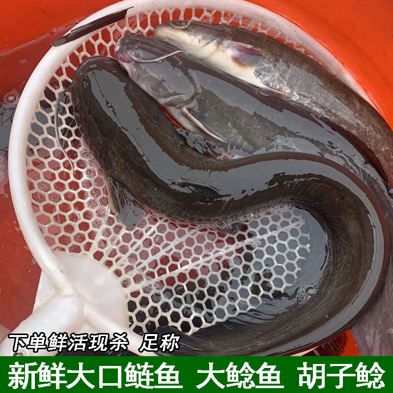 新鲜鲶鱼大口胡子鲶鲜活现杀铁锅土鲶鱼无杂刺夜市烧烤淡水鱼包邮