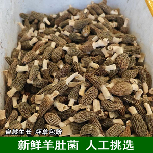 宜昌高山特产羊肚菌当季现摘新鲜羊肚菌菌菇蘑菇高档煲汤火锅食材