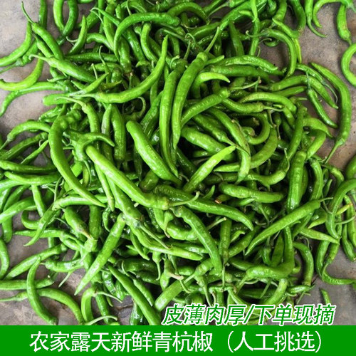 湖北农家现摘本地土微辣青杭椒