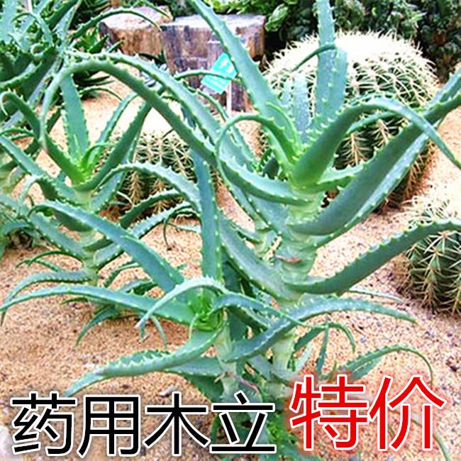 直供日本木立芦荟植物盆栽龙爪菊芦荟盆栽龙爪食用药用芦荟鲜叶片