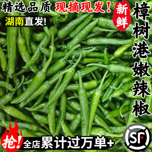 顺丰次日达！樟树港辣椒！