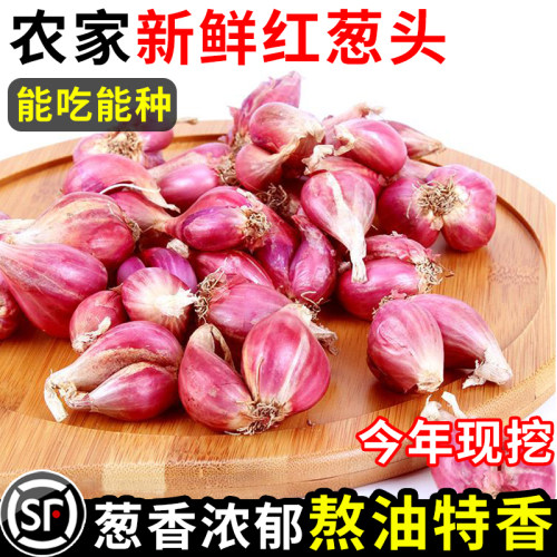 顺丰！农家红葱头新鲜现摘10斤！