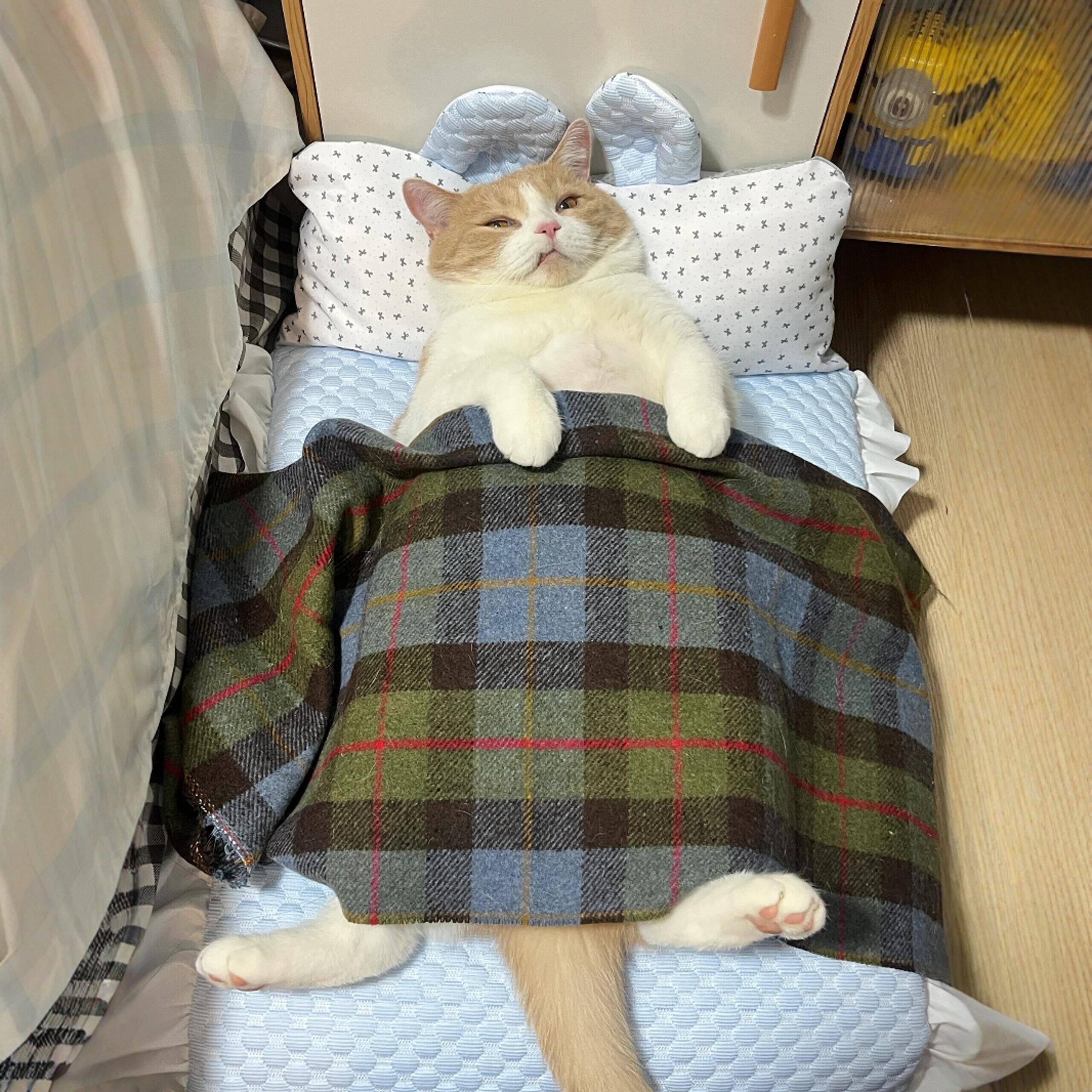 宠物冰垫猫咪凉席夏天睡垫子凉垫降温神器趴趴垫冰丝猫窝床带枕头