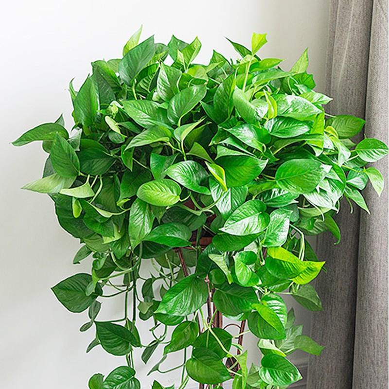 itr萝大盆绿盆栽物室内新房去除甲植醛净化空气植花卉盆绿栽绿箩