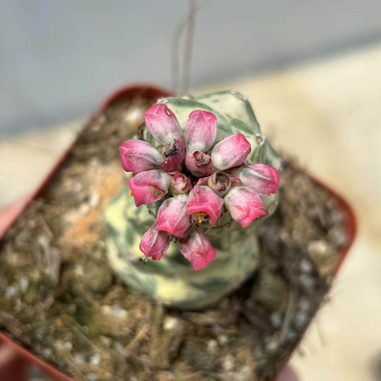 将军阁白锦大戟科翡翠塔属稀有品种自然锦自根开花仙人掌多肉植物