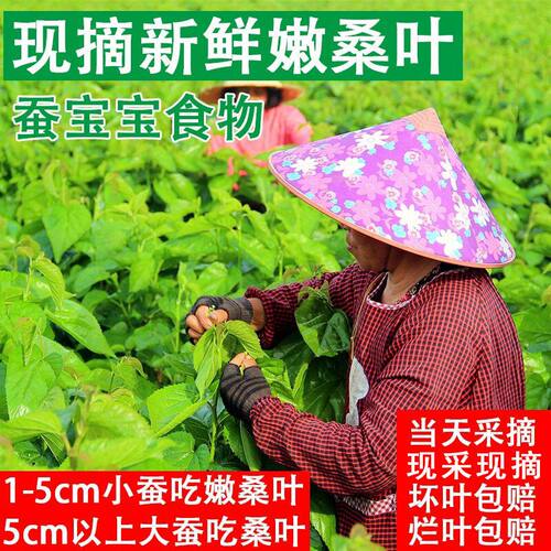 农家桑叶新鲜喂小蚕春蚕饲料小叶