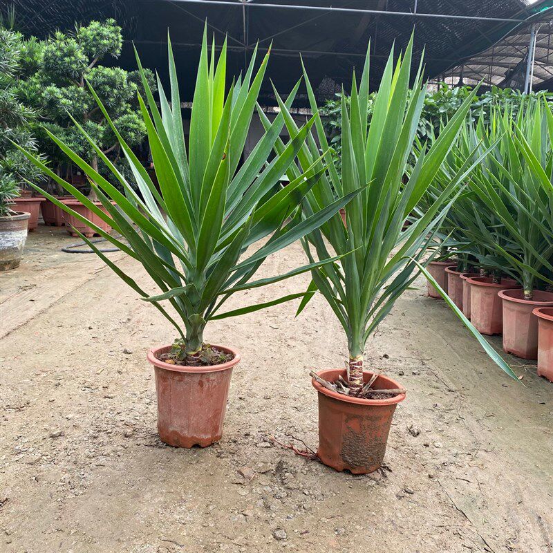 荷兰铁盆景巨丝h兰绿植常青盆栽大型观叶植物室内室外含盆带盆新