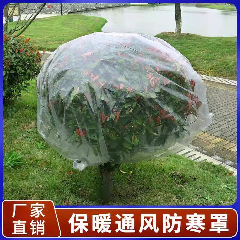 新疆包邮花卉绿植盆栽过