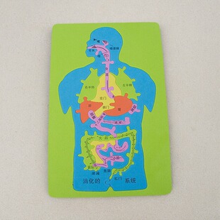 人体消化系统科技小制作发明手工DIY内脏拼图EVA模型益智