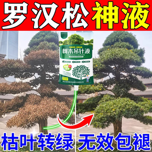 罗汉松专用营养液叶枯病吊针液改善叶子发黄枯黄松树黑松迎客肥料