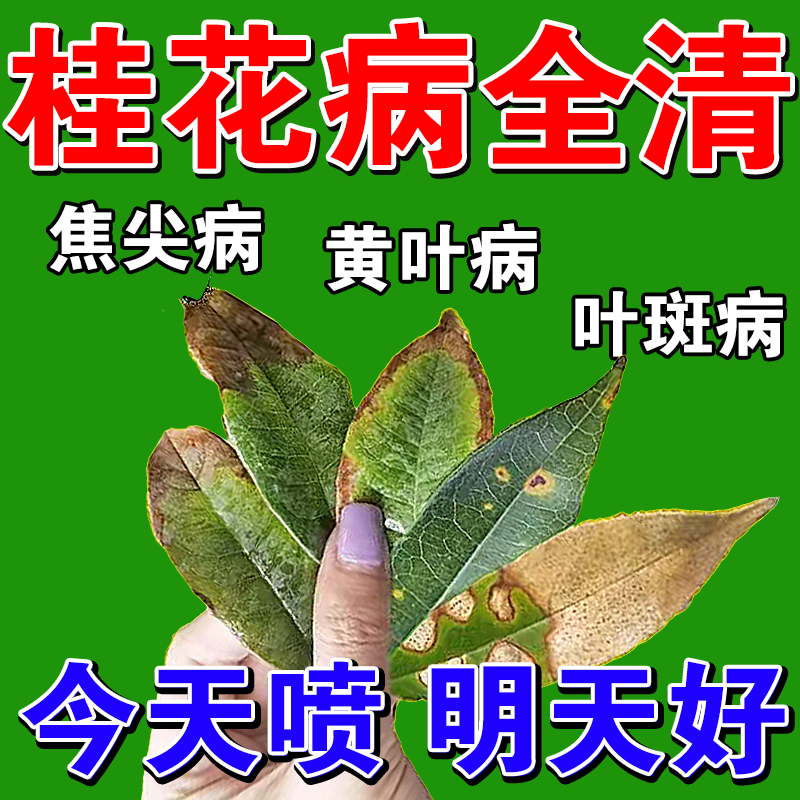 桂花树枯叶干尖枯叶病专用药焦叶黑斑病专用菌剂黄叶营养液肥料