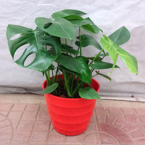 速发龟背竹小型盆养花卉植物绿植办吸室内创意盆景观叶观赏好栽公