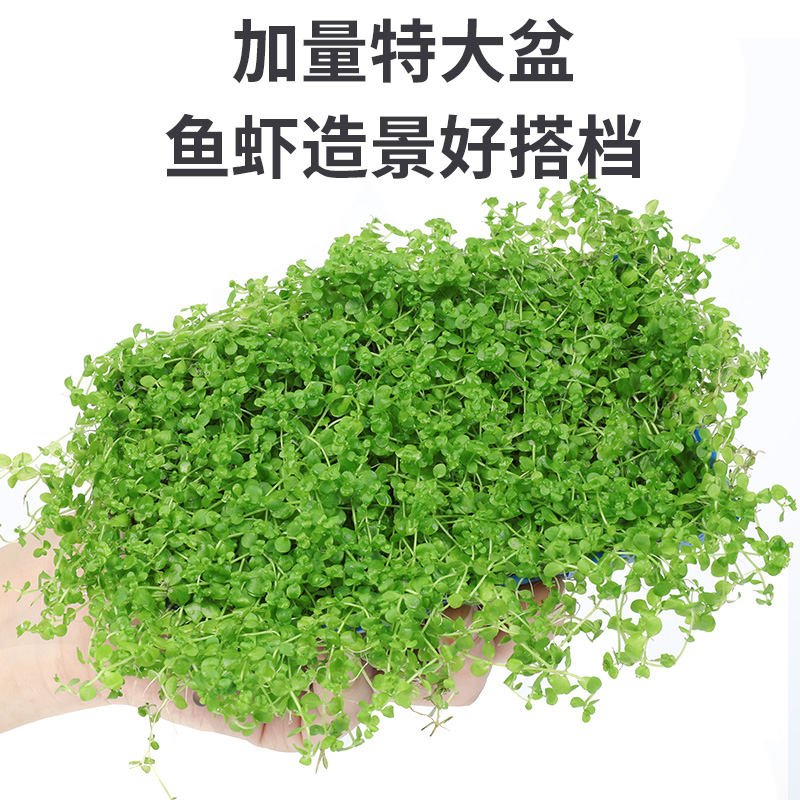 速发前景迷你趴地矮珍珠爬地鱼缸造景真水草懒人速成草皮植物草坪