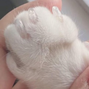 Cat Nail Cat Claw Pet Supplies Set 4 Specifications Suitable