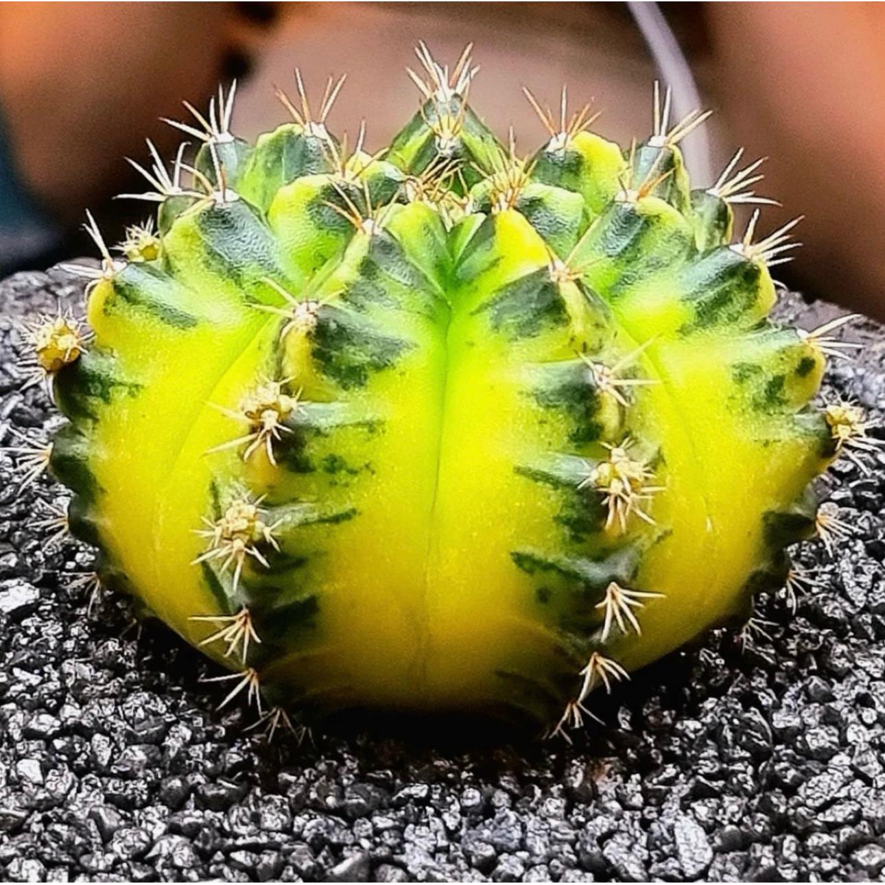 21(一)米哈仙人球多肉植物盆栽室内肋骨牡丹锦绯牡丹锦实生