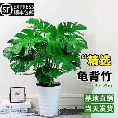 龟背竹盆栽大型绿植大叶富贵竹土培水培植物四季常青好养室内客厅